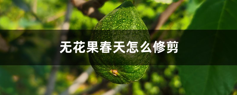 无花果春天怎么修剪 无花果春天怎么修剪