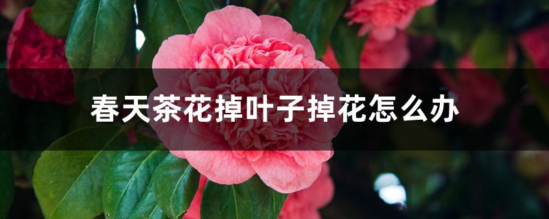 春天茶花掉叶子掉花怎么办 春天茶花掉叶子掉花怎么办