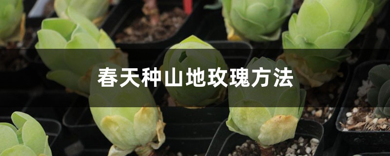 春天种山地玫瑰方法 春天种山地玫瑰方法