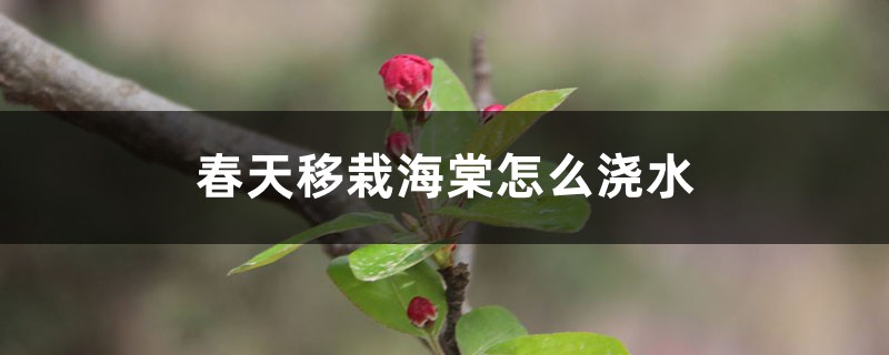 春天移栽海棠怎么浇水 春天移栽海棠怎么浇水