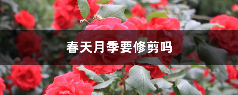 春天月季要修剪吗 春天月季要修剪吗