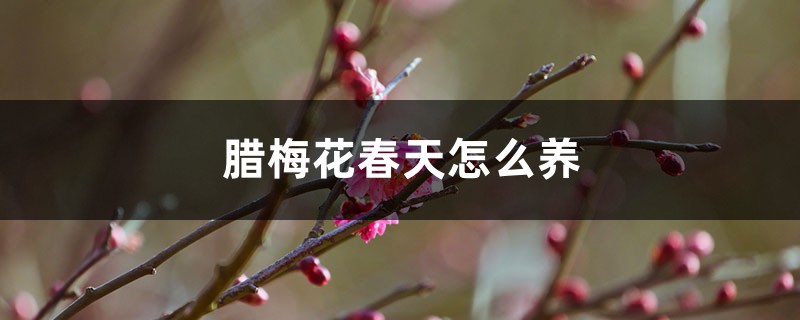 腊梅花春天怎么养 腊梅花春天怎么养