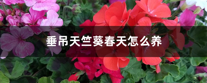垂吊天竺葵春天怎么养 垂吊天竺葵春天怎么养