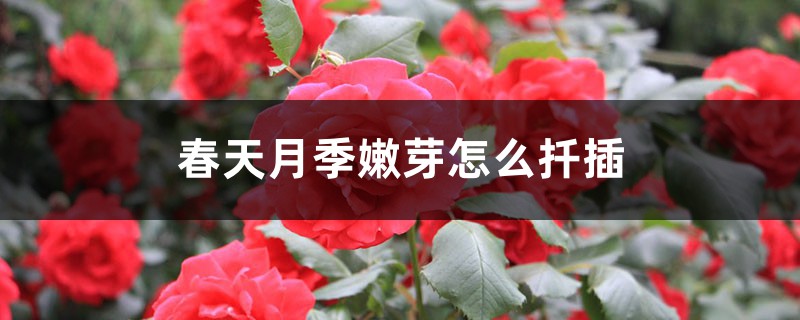 春天月季嫩芽怎么扦插 春天月季嫩芽怎么扦插