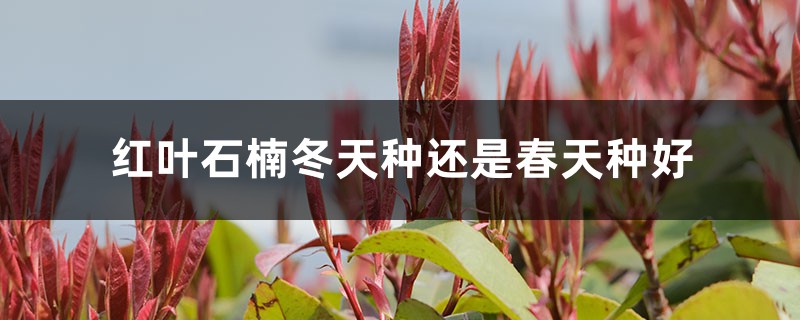 红叶石楠冬天种还是春天种好 红叶石楠冬天种还是春天种好