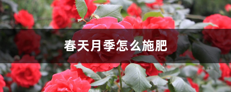 春天月季怎么施肥 春天月季怎么施肥