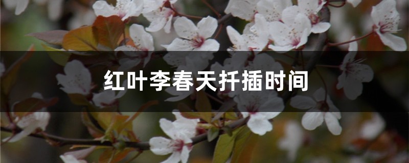 红叶李春天扦插时间 红叶李春天扦插时间