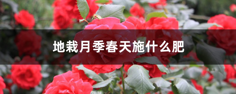 地栽月季春天施什么肥 地栽月季春天施什么肥