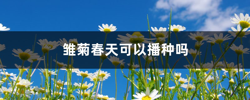 雏菊春天可以播种吗 雏菊春天可以播种吗