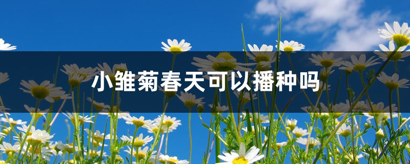 小雏菊春天可以播种吗 小雏菊春天可以播种吗