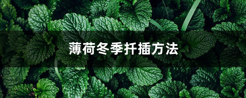 薄荷冬季扦插方法 薄荷冬季扦插方法