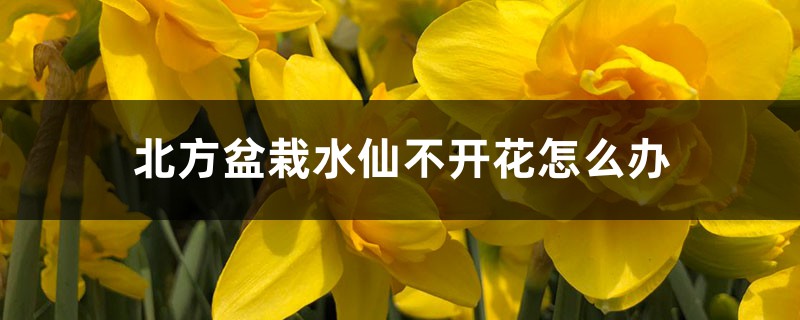 北方盆栽水仙不开花怎么办 北方盆栽水仙不开花怎么办