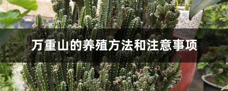 万重山的养殖方法和注意事项 万重山的养殖方法和注意事项