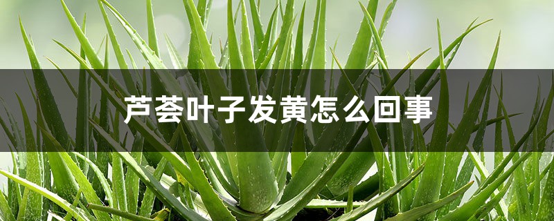 芦荟叶子发黄怎么回事 芦荟叶子发黄怎么回事