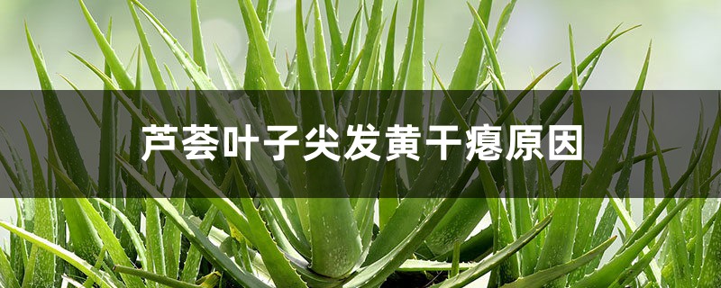 芦荟叶子尖发黄干瘪原因 芦荟叶子尖发黄干瘪原因