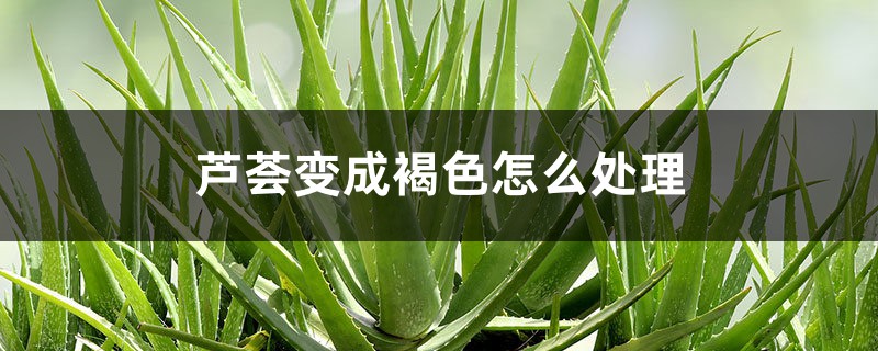 芦荟变成褐色怎么处理 芦荟变成褐色怎么处理