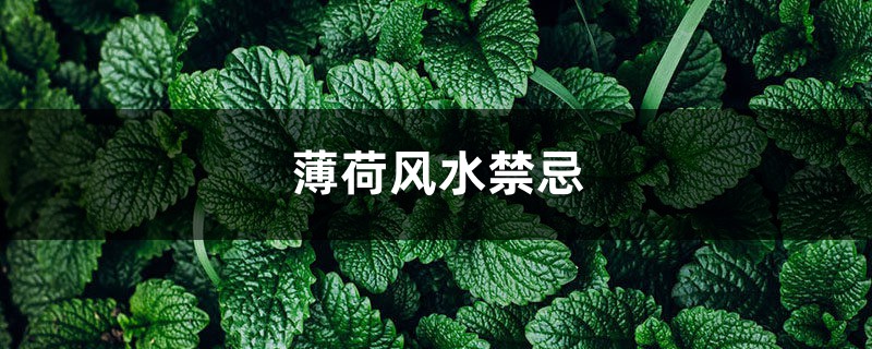 薄荷风水禁忌有哪些 薄荷风水禁忌有哪些