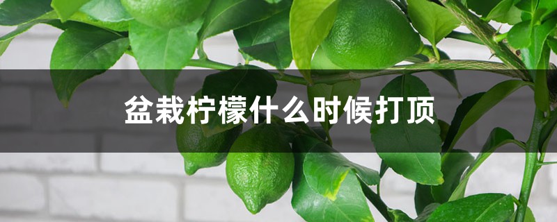 盆栽柠檬什么时候打顶 盆栽柠檬什么时候打顶