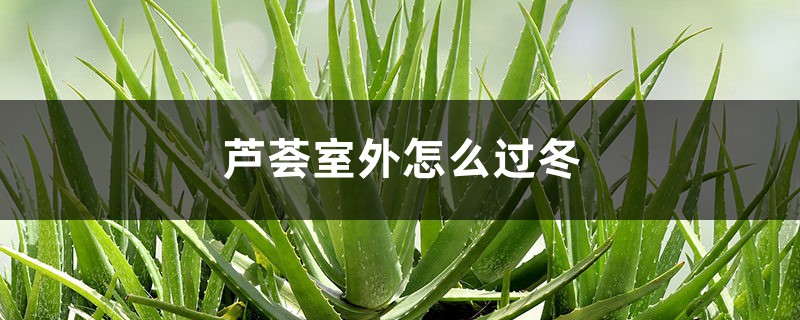 芦荟室外怎么过冬 芦荟室外怎么过冬