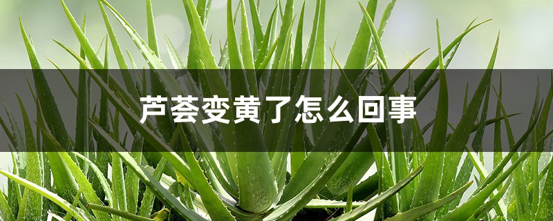 芦荟变黄了怎么回事 芦荟变黄了怎么回事