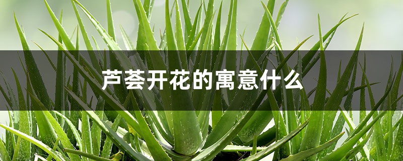 芦荟开花的寓意什么 芦荟开花的寓意什么