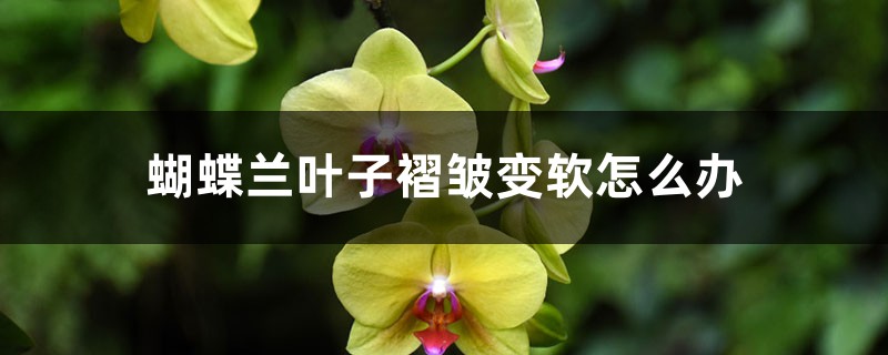 蝴蝶兰叶子褶皱变软怎么办 蝴蝶兰叶子褶皱变软怎么办