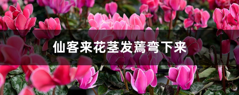 仙客来花茎发蔫弯下来 仙客来花茎发蔫弯下来
