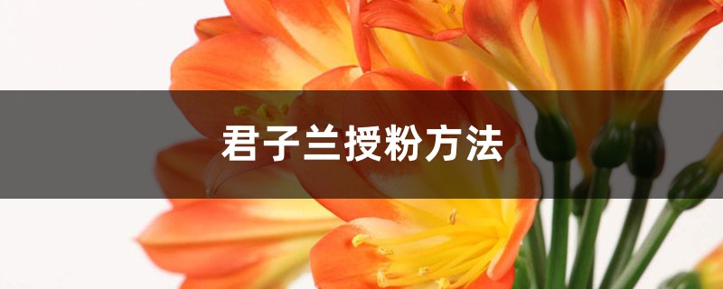 君子兰授粉方法 君子兰授粉方法