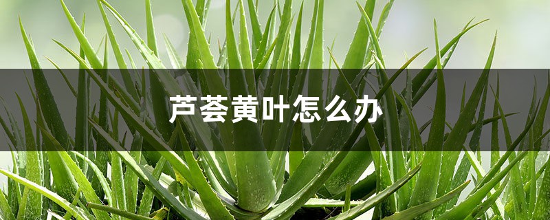 芦荟黄叶怎么办 芦荟黄叶怎么办