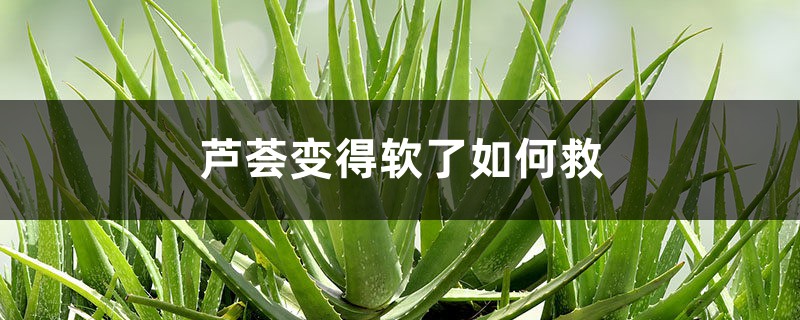 芦荟变得软了如何救 芦荟变得软了如何救
