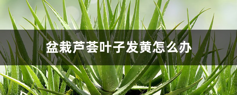 盆栽芦荟叶子发黄怎么办 盆栽芦荟叶子发黄怎么办