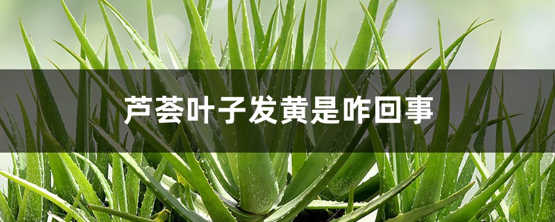 芦荟叶子发黄是咋回事 芦荟叶子发黄是咋回事