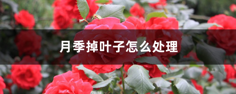 月季掉叶子怎么处理 月季掉叶子怎么处理