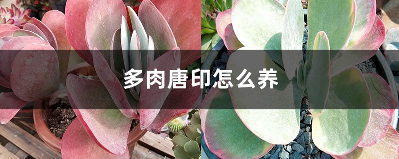 多肉唐印怎么养