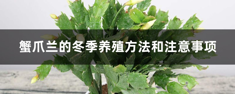 蟹爪兰的冬季养殖方法和注意事项 蟹爪兰的冬季养殖方法和注意事项