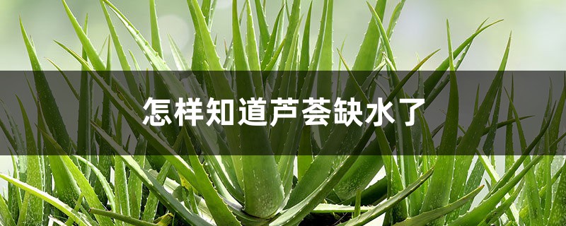 怎样知道芦荟缺水了 怎样知道芦荟缺水了