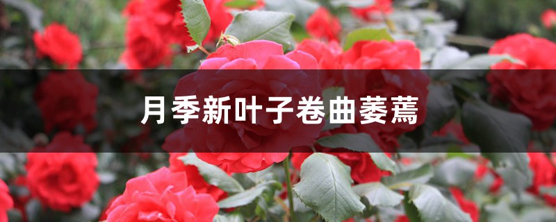 月季新叶子卷曲萎蔫 月季新叶子卷曲萎蔫