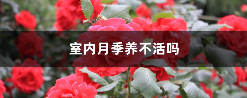 室内月季养不活吗 室内月季养不活吗