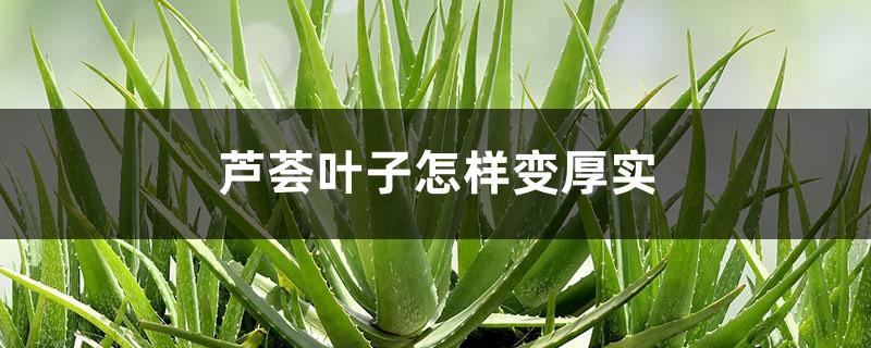 芦荟叶子怎样变厚实 芦荟叶子怎样变厚实