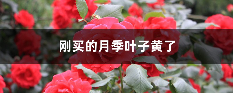 刚买的月季叶子黄了 刚买的月季叶子黄了
