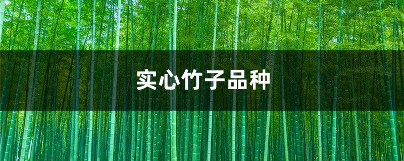 实心竹子品种有哪些 实心竹子品种有哪些