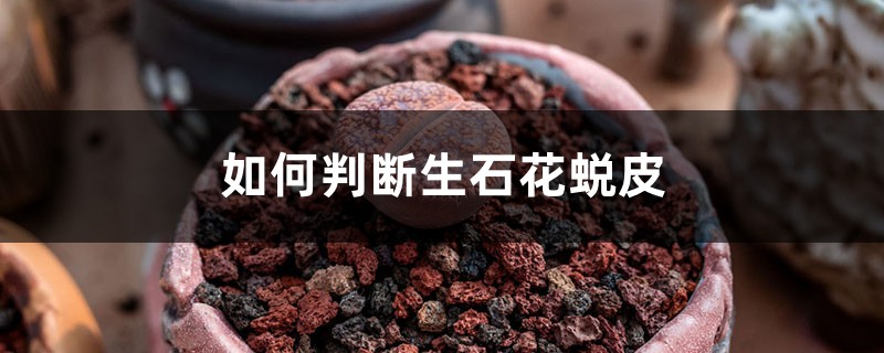 如何判断生石花蜕皮 如何判断生石花蜕皮