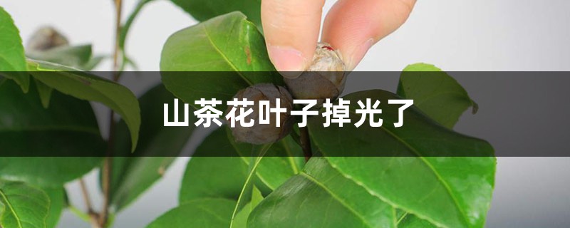 山茶花叶子掉光了怎么办 山茶花叶子掉光了怎么办