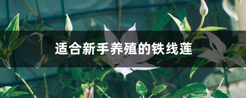 什么品种的铁线莲适合新手养殖 什么品种的铁线莲适合新手养殖