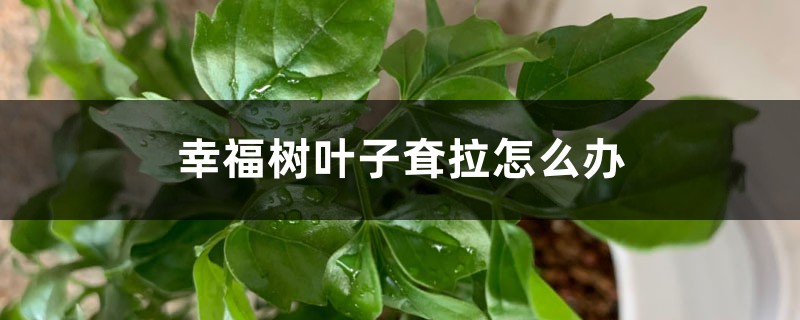幸福树叶子耷拉怎么办 幸福树叶子耷拉怎么办