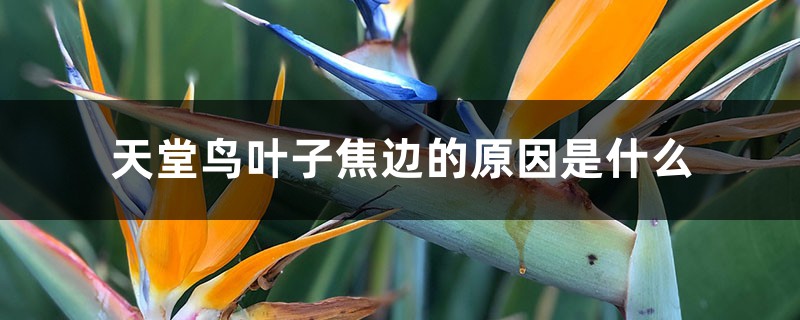 天堂鸟叶子焦边的原因是什么 天堂鸟叶子焦边的原因是什么