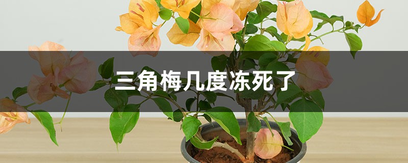 三角梅几度会被冻死 三角梅几度会被冻死