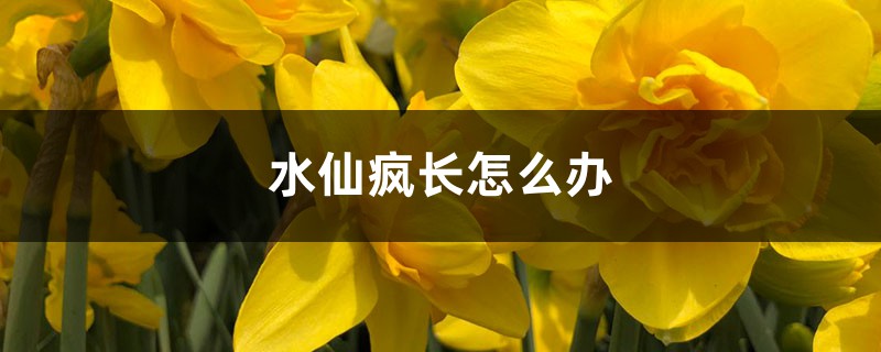 水仙疯长怎么办 水仙疯长怎么办