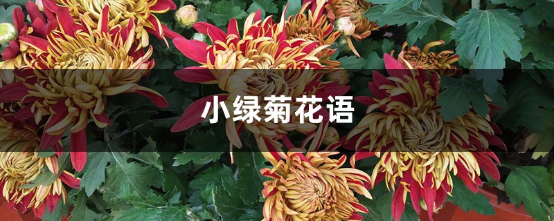 小绿菊花语 小绿菊花语