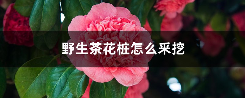 野生茶花桩怎么釆挖 野生茶花桩怎么釆挖